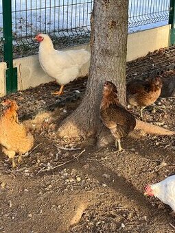 Araucana, plymutka, kačica Barbaria