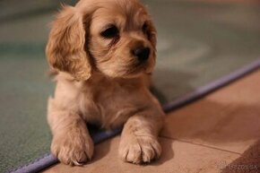 Americky Kokrspaniel