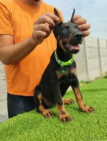 DOBERMAN KENNEL Šteniatka s FCI P.P