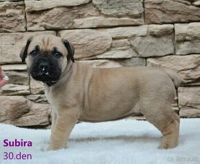 Boerboel - štěňata s PP (FCI)