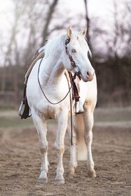 Ponúkam pripúštanie Cremello AQH žrebcom - 1