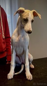 Predam 4 mesačne šteniatko Whippet ( fenka ) - 1