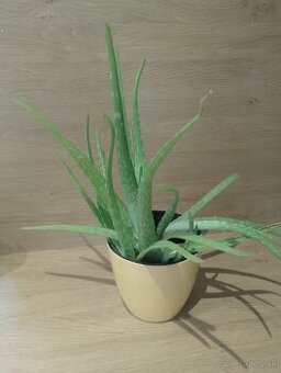 Aloe vera