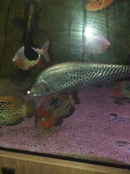 Royal Clown Knifefish (Chitala Blanci)