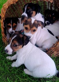 Jack russel terier šteniatka