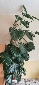 Monstera deliciosa