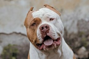 American bully xl ke krytí