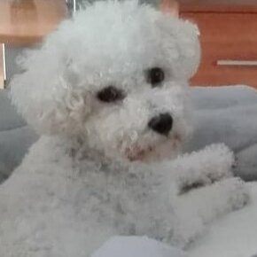 Krytie bichon frise