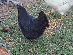 Ayam Cemani