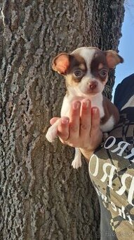 Chihuahua