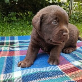 Labrador retriever šteniatka  s PP