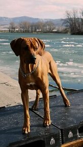 Rhodesky ridgeback