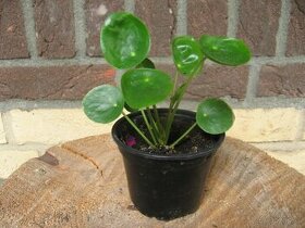 Pilea - Pilea peperomioides - 1