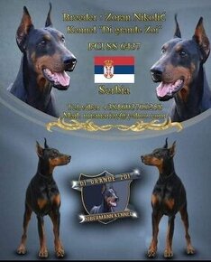 Šteniatka dobermana