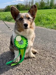 Welsh Corgi cardigan s PP