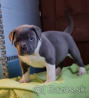 American Bully XL