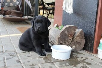 Ponúkame šteniatka labradora s PP k rezervacii