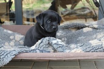 Ponúkame šteniatka labradora s PP