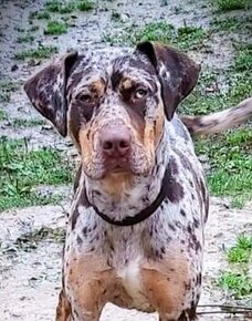 Louisian Catahoula