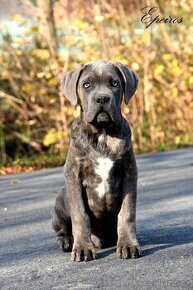 Cane Corso s PP FCI