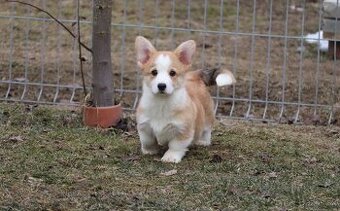 Welsh Corgi Pembroke