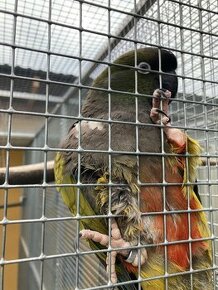 Papagáj dlhochvost patagónsky - 1