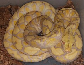 Python rericulatus purple dwarf