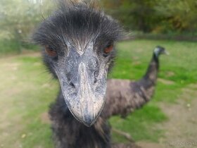 Emu