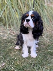 Cavalier King Charles Spaniel