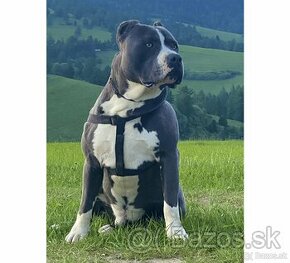 Krytie - AMERICKÝ STAFORDŠÍRSKY TERIÉR (amstaff, staford) - 1