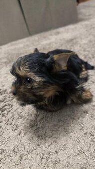 Yorkshire Terrier