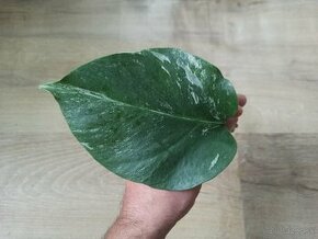 Monstera Albo Variegata