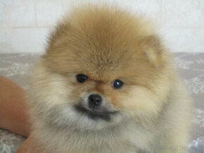 Pomeranian