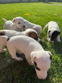 Predám čistokrvé šteniatka Jack Russel - 1