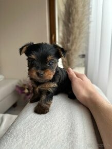 Yorkshire Terrier - šteniatka - 1