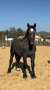 Predám koňa - žrebec Percheron