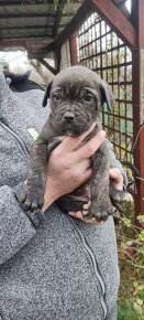 Cane Corso štěňata