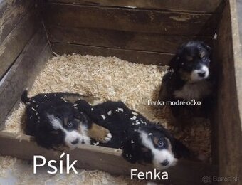 Bernský salašnícky pes