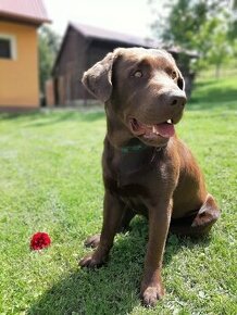 Hnedý labrador na krytie