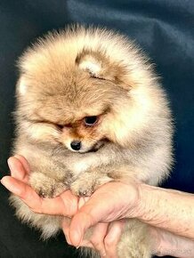 Pomeranian