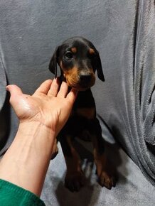 Doberman steniatka