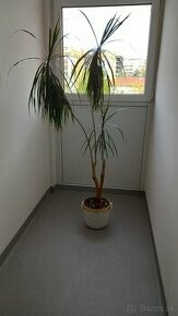 Dracena