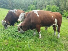 Predám Bio hovadzie maso z domáceho chovu