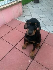 Doberman šteniatka