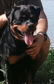 Rottweiler  krytie