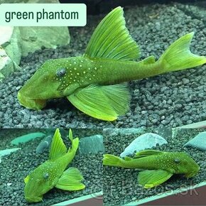 Green Phantom Pleco