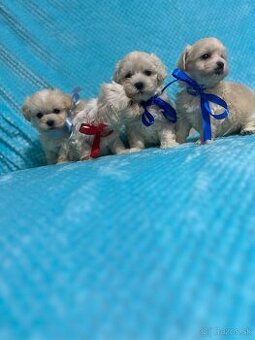 Maltipoo