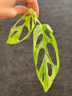 Monstera adansonii Indonesian Marble