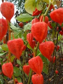 Physalis-židovská čerešňa