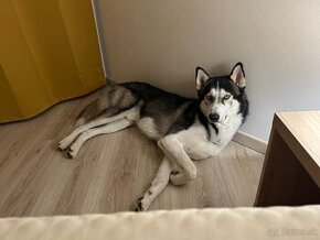 Darujem psíka Husky